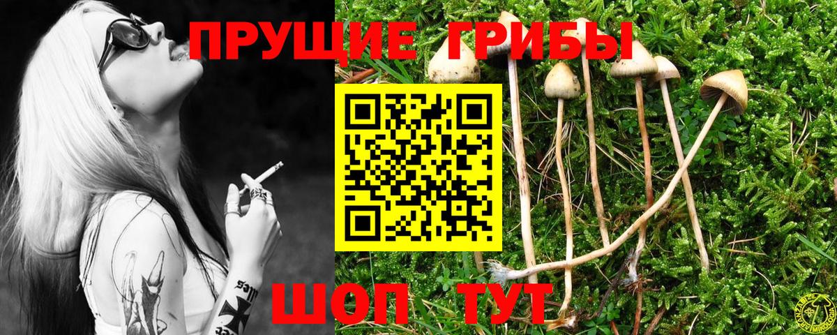 Галлюциногенные грибы Psilocybine cubensis Приморско-Ахтарск